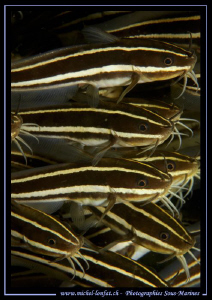 Striped eel catfish, striped catfish in the water's of Le... by Michel Lonfat 